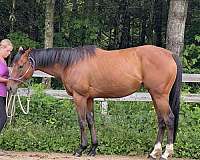 thoroughbred-mare