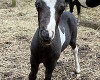 pinto-blkwhite-manetail-horse