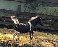 chrome-miniature-horse