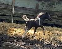 floating-trot-miniature-horse