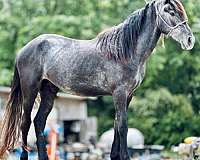 halter-friesian-pinto-horse