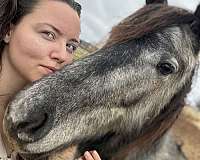 driving-friesian-pinto-horse