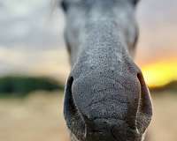 black-friesian-pinto-filly-mare