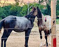 dun-friesian-pinto-filly-mare