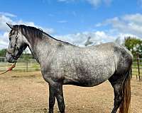 grulla-friesian-pinto-filly-mare