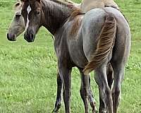 aqha-point-earner-weanling