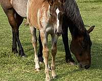 back-weanling