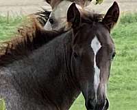 red-roan-blaze-2-hind-socks-horse