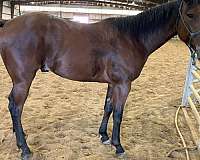 barrel-quarter-horse