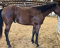 barrel-racing-quarter-horse