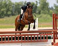 all-around-thoroughbred-horse