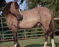 grulla-white-all-around-horse