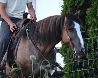 grulla-white-project-horse