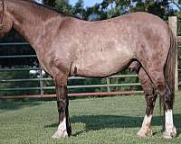 grulla-white-gelding-for-sale