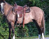 grulla-white-quarter-horse-for-sale