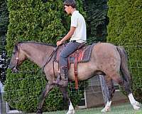 grulla-white-quarter-horse