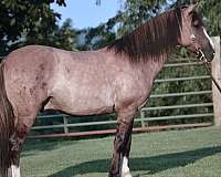 grulla-white-gelding