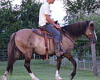 western-riding-quarter-horse