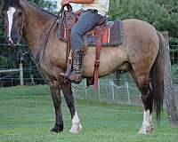 grulla-quarter-horse-gelding