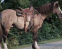 grulla-all-around-horse