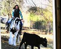 gypsy-vanner-gelding