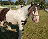 available-gypsy-vanner-pony