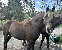 cross-water-rocky-mountain-horse