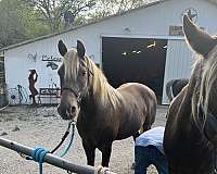 great-trail-horse-rocky-mountain