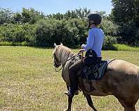 water-rocky-mountain-horse