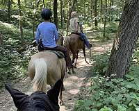 barefoot-rocky-mountain-horse