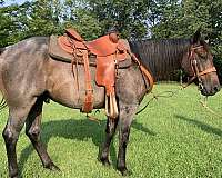 aqha-quarter-horse