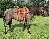 aqha-blue-roan-quarter-horse