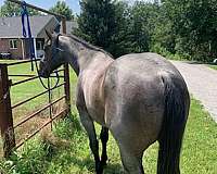 blue-quarter-horse