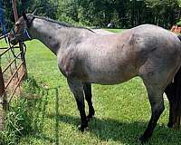 blue-roan-quarter-horse