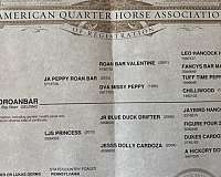 calf-roping-quarter-horse