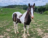 tobiano-horse