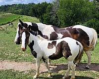 smokey-black-tobiano-horse