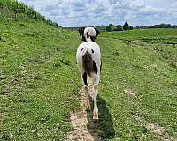 apha-mare-gypsy-vanner-horse