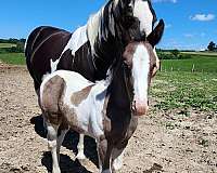 get-him-now-gypsy-vanner-horse