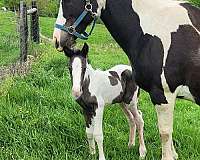 painted-gypsy-vanner-horse