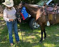 gaited-racking-horse