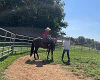 natural-horsemanship-training-racking-horse