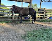 saddle-seat-racking-horse