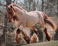 bay-black-feather-front-legs-matching-white-socks-hind-legs-horse