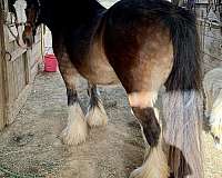 breeding-prospect-gypsy-vanner-horse