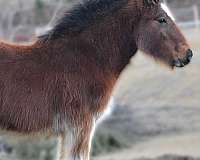 black-feather-front-legs-matching-white-socks-hind-legs-horse