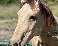 buckskin-small-star-on-forehead-horse