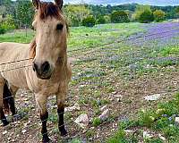 dappled-quarter-horse