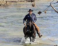 trail-trail-riding-kentucky-mountain-rocky-mountain-horse