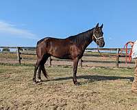 kentucky-mountain-rocky-mountain-horse